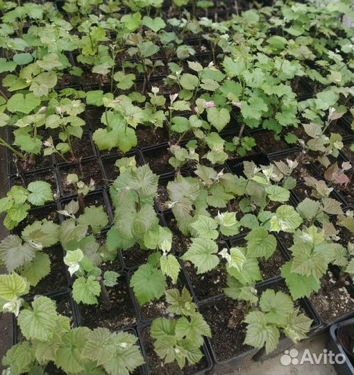 Саженцы винограда