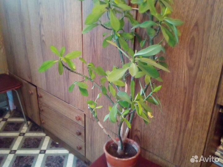 Комнатные цветы