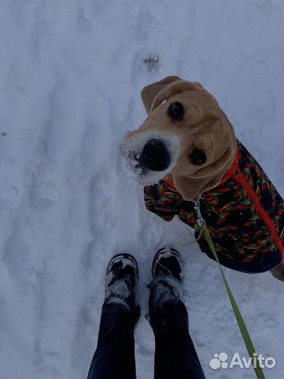 Бигль вязка