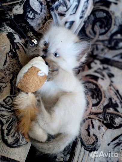 Котенок рэгдолл