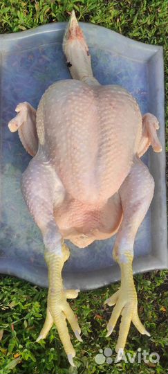 Свежее мясо домашних цыплят-бройлеров