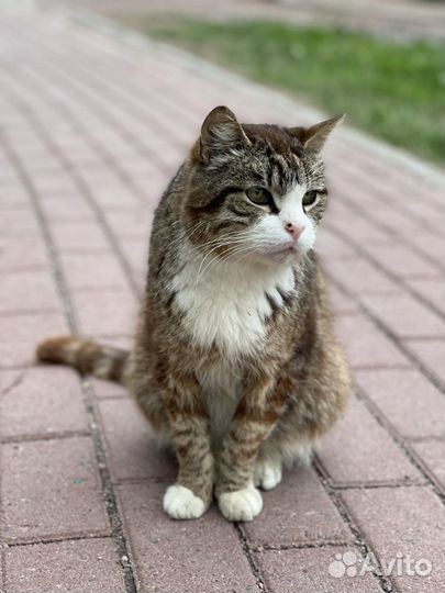 Потерял семью, будет вам верным другом