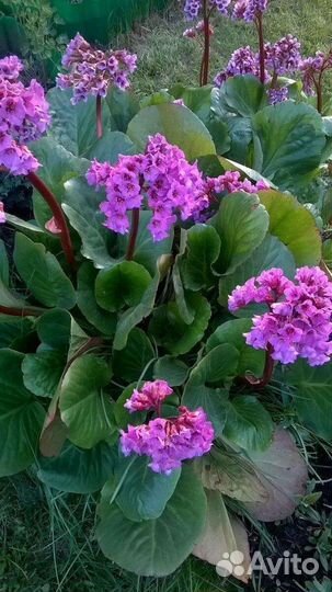 Саженцы цветов