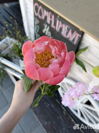 Букет из пионов