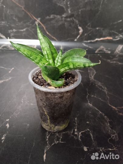 Сансевиерия сортовая