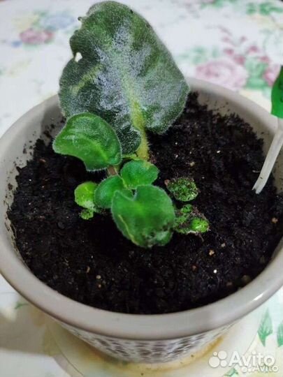 Фиалка детки