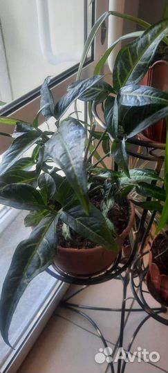 Гиппиаструм и др. Комнатные и офисные