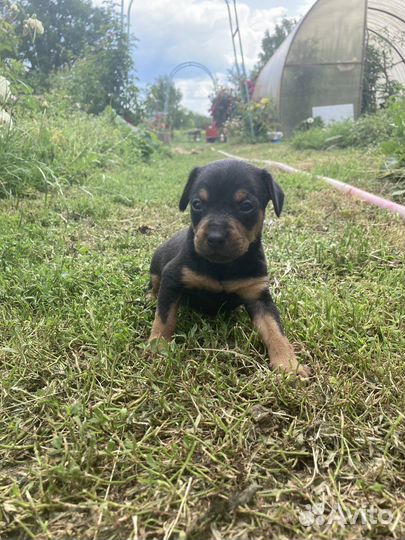 Щеночки ищут дом