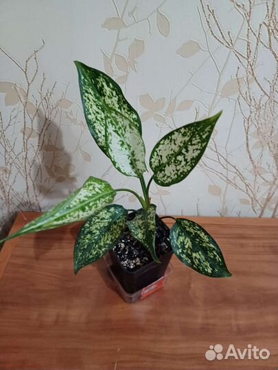 Аглонема, диффенбахии