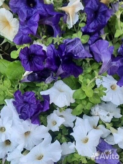 Алиссум, Петуния, Георгины, Астра