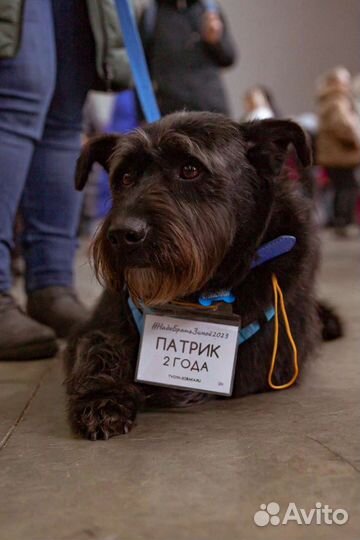 Собака в семью