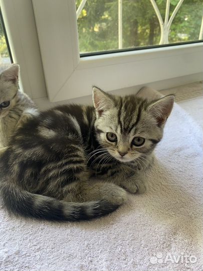 Шатланские прямоухие котята