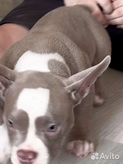 Девочка Булли 100 микро