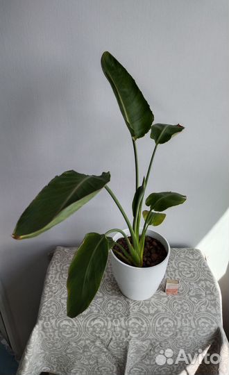 Комнатные растения 1 часть