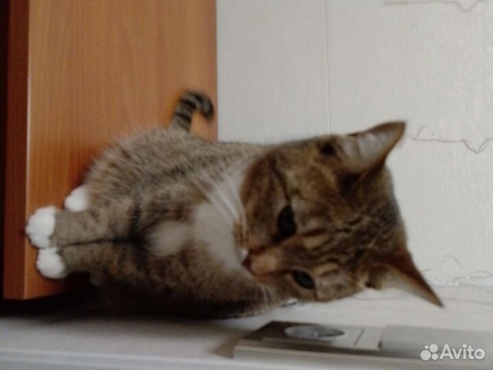 Кошка в дар бесплатно