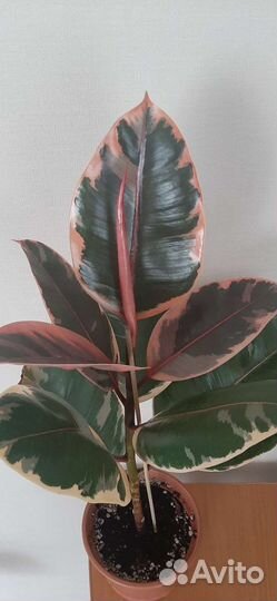 Фикус Эластика Белиз