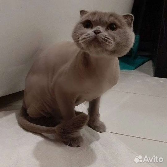 Стрижка кошек и кроликов. Антицарапки. Выезд на до