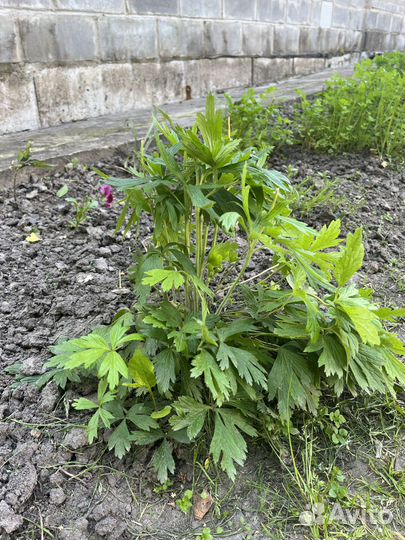 Анемона - многолетнее растение