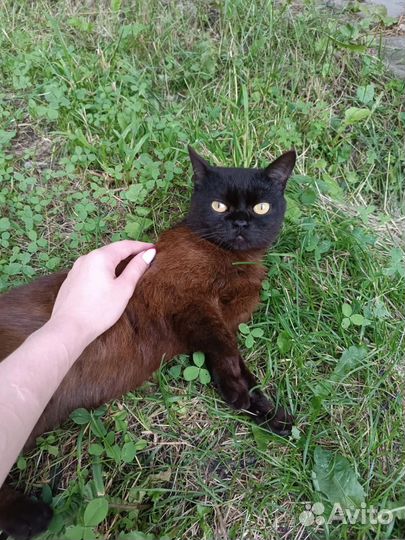 Шотландский кот котёнок в добрые руки