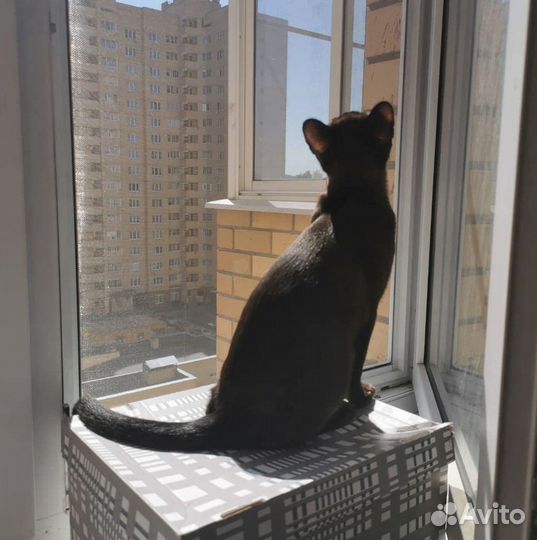 Москитная сетка Антикошка