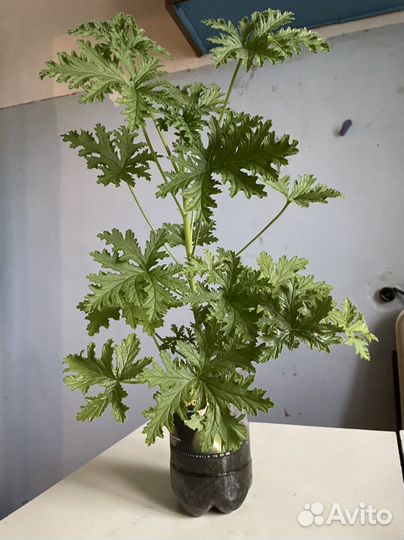 Пеларгония герань душистая