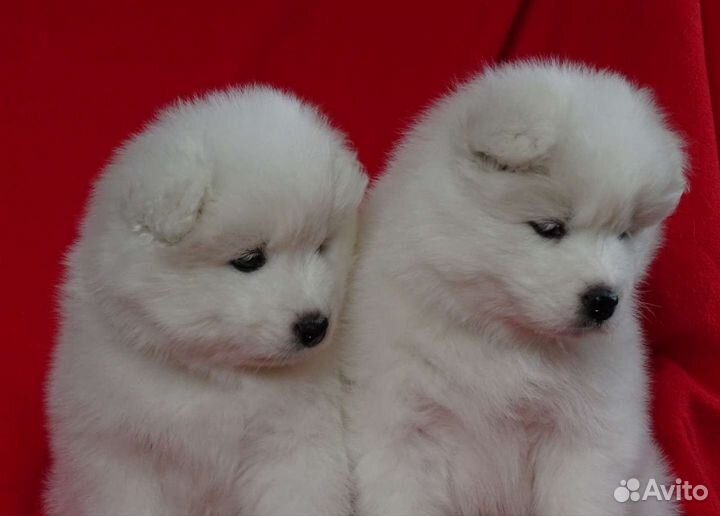 Самоедская лайка