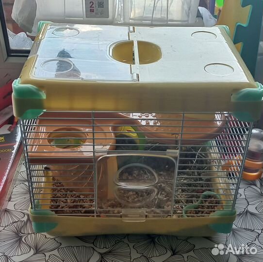 Хомяк в добрые руки