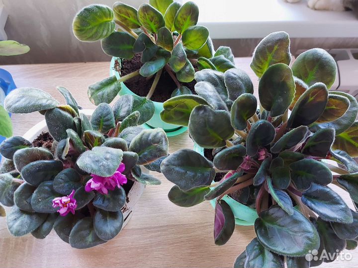 Цветущие фиалки