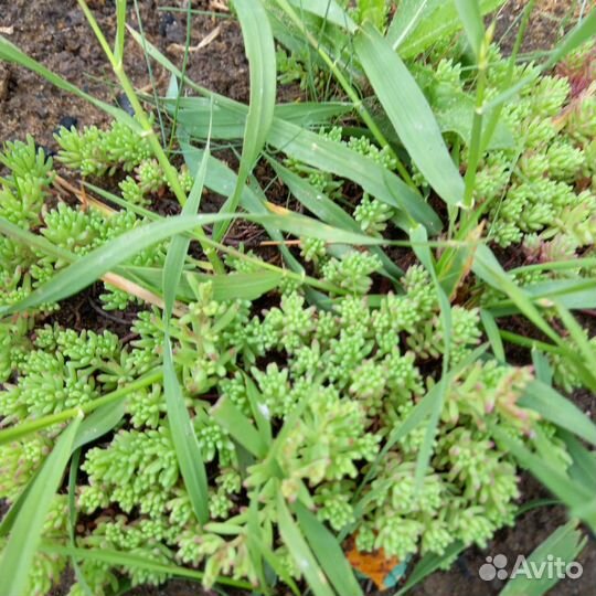 Камнеломка