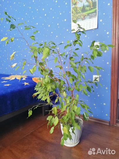 Фикус бенджамина большой