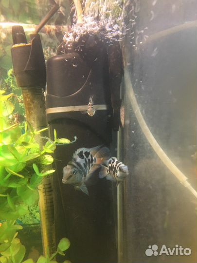 Аквариумная рыба попугайчики