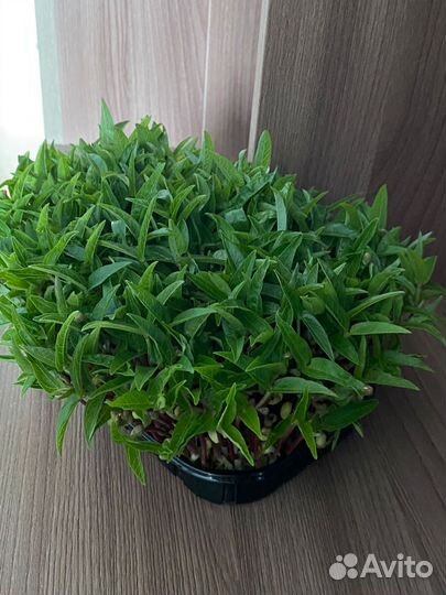 Микрозелень