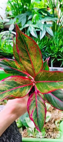 Комнатные растения