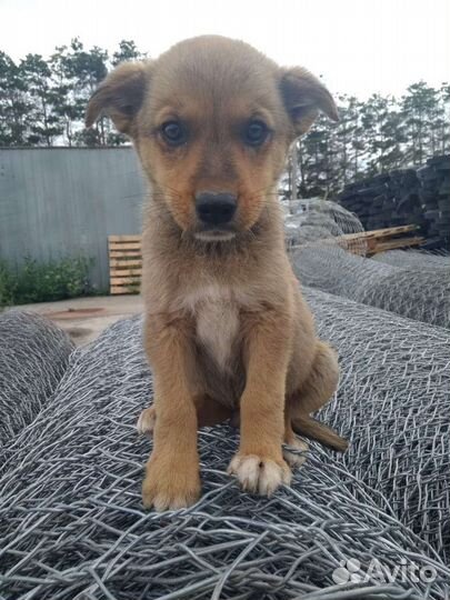 Щенки в добрые руки бесплатно