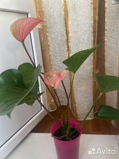 Антуриум Саммер love