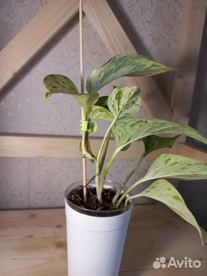 Эпипремнум марбл квин