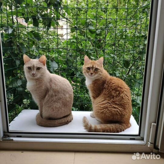 Балкон для кошек, этажерки на балкон для кошек