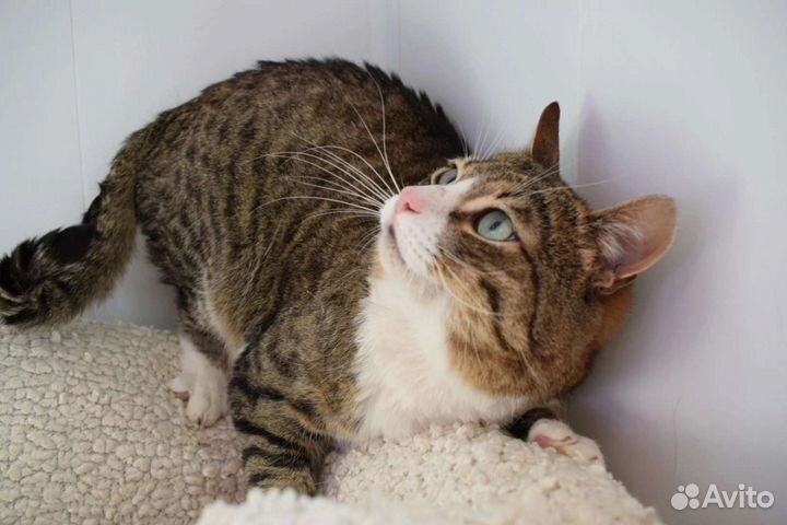 Кошки в добрые руки бесплатно