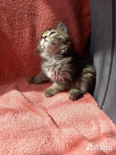Сибирские котята