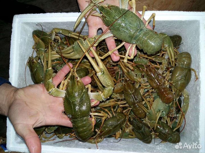 Раки в розницу