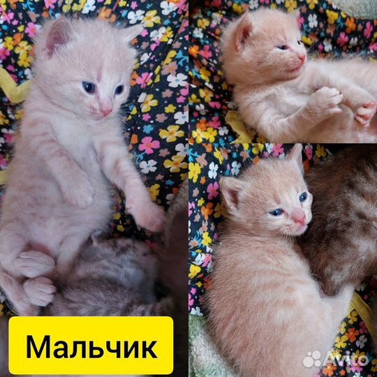 Котята в добрые руки