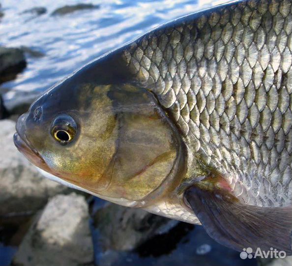Речная рыба Язь Окунь Щука