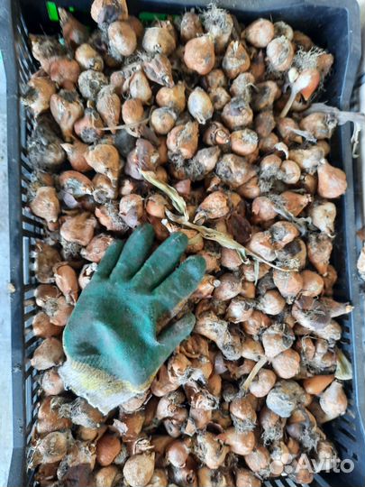 Луковицы тюльпана после выгонки