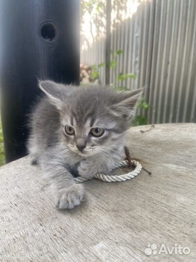 Котенок мальчик серый