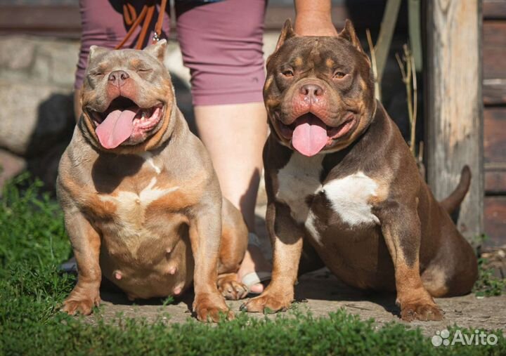 Американский булли покет