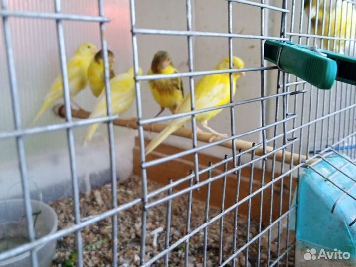 Канарейки самцы, самки