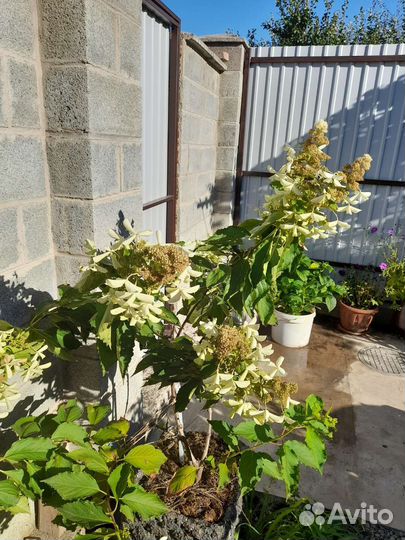 Гортензия саженцы