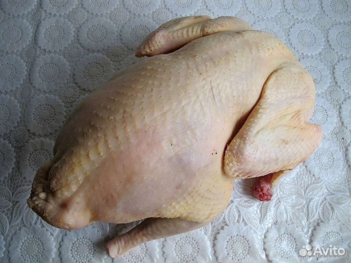 Индюки домашние