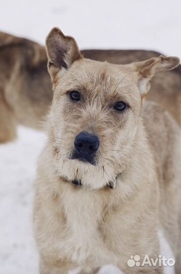 Щенок Чак в добрые руки