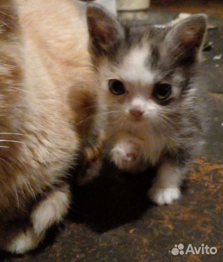 Кошка в дар